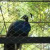 Peacock in Mysore Zoo