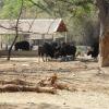 Wild Bisons in Mysore Zoo