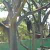 Monkey at the Mysore Zoo