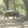 Rhinoceros in Mysore Zoo