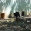Black Bear in Mysore Zoo