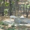 White Deers in Mysore Zoo