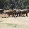 Group of Elephants in Mysore Zoo