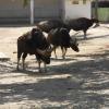 Wild Bison's, Mysore Zoo