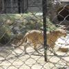 Leopard in Mysore Zoo