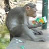 Monkey is carefully looking for the expiry date in Mazaa