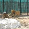 Lion in Mysore Zoo