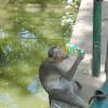 Monkey Drinking Mazaa