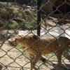 Leopard in Mysore Zoo