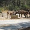 Deer's Fighting in Mysore Zoo