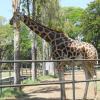 Giraffe in Mysore Zoo