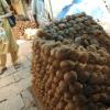 Arranged coconuts at Mysore