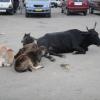 Family of Cows in Mysore