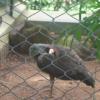 A bird turning curiously at Mysore Zoo