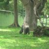 Gorilla walking back to avoid photograph in Mysore Zoo