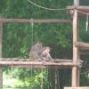 Mother monkeys affection found in Mysore Zoo