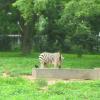 Zebra surprisingly watching crows in Mysore Zoo