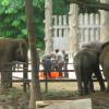 Elephants discussing in Mysore Zoo