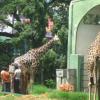 Entrance of Mysore Zoo