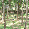 Nagercoil Honey bee farming at Rubber plantation area