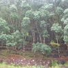 A group of Rubber Trees at Nagercoil in Kanyakumari district