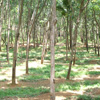 Rubber trees at Kanyakumari district 