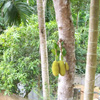 Mathur Jackfruit tree view