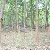 Mathur Rubber Trees plantations view
