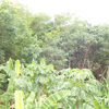 Mathur Banana tree and Rubber tree view