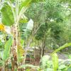 Banana trees at Padmanabhapuram near Nagercoil...