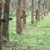 Rubber trees with Coconut shell in Padmanabhapuram near Nagercoil...