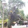 Jackfruit tree at Mathur near Nagercoil...
