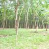 Rubber estate at Nagercoil...