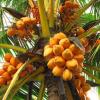 Coconut Tree - Nagarcoil