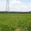 Paddy crops in Myladi near Nagercoil