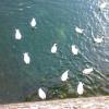 Ducks Feeding in Bhimtal Lake