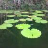 Naukuchiatal Lake - beautiful Lotus leaves