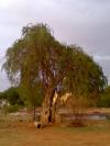 An old tree in Nanjaiuthukuli