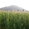 Wheat field in Maharashtra