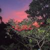 Yakshipaala - The white beauty at Sunset
