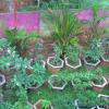 Euphorbia Nursery