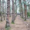 The Pine Forest near Ooty