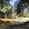Polluted lake of Botanical garden