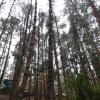 Pine forest in Ooty