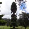 Huge Tree at Botanical Garden Ooty, Tamilnadu