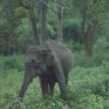 Elephant - on the way to ooty