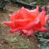 Orange rose - Ooty botanical garden