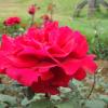 Thornless rose - Ooty botanical garden