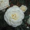 Group of  white roses - Ooty botanical garden