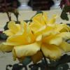 Yellow rose - Ooty botanical garden